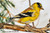"Original 5x7 oil on canvas painting of a bright yellow male American Goldfinch perched on a rustic tree branch, painted by Elouise Lane Quadros for Go Native Gallery."