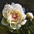 "Original 24x24 square oil on canvas painting titled Hearts Desire by Elouise Lane Quadros, showing a close-up of a large white peony bloom with a pink and golden center."