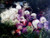 Detailed impressionist oil painting of a cluster of red and white onions with feathery roots by Tom Pirozzoli.