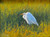 "Original 6x8 horizontal oil on canvas wildlife painting titled Great Egret by Jeanne Pierce, depicting a white egret wading in thick golden-green marsh grasses."
