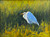 "Great Egret" - 6" x 8" Oil on Canvas