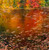 Large square impressionist oil painting on a metallic aluminum panel of orange and gold autumn trees reflecting in a pond covered in leaves by Gayle Bowen