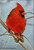 "Against the Gray Sky (Male Cardinal) - 5" x 7" Oil on Canvas