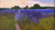 "Original 10x18 horizontal oil on Masonite landscape painting titled Lavender Field by Monique Sakellarios, showing a vast purple field under a glowing sunset sky with a walking path."