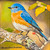 "Eastern Male Bluebird" - 6" x 6" Oil on Canvas