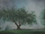 "Apple Tree" - 14" x 18" Oil on Canvas