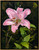 "Original 18x24 framed oil on canvas painting titled Pink Lady by Elouise Lane Quadros, featuring a large pink Stargazer lily bloom against a dark forest floor background."
