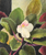 Detailed color pencil botanical drawing of a single white and pink African violet flower with fuzzy green leaves by Lois DeWitt.