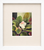 Detailed color pencil botanical drawing of a single white and pink African violet flower with fuzzy green leaves by Lois DeWitt.