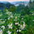 Square impressionist oil painting on a metallic aluminum panel of a dense field of white blackberry blossoms leading to green mountains under a misty sky by Gayle Bowen.