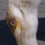 Hock Shield -Regular size Horse - per pair