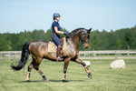 PSOS - Bridle Double Paragon Revolution -  by PS of Sweden