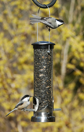 Bird Feeder Aspects Quick Clean Tubular Seed Feeder Made From Ri