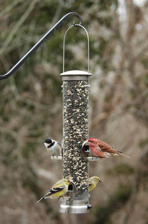 Bird Feeder Aspects Quick Clean Tubular Seed Feeder Made From Ri