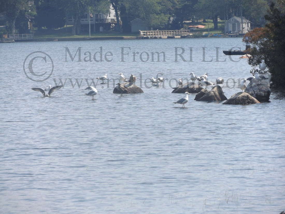RI Images Congress Of Gulls Indian Lake Made From RI