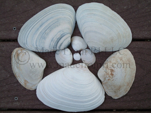 Shells