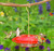 Bird Feeder - Aspects Hummingbird- Ultra