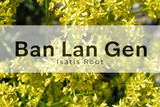 Ban Lan Gen