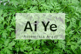 Ai Ye - An Herb of Power and Protection