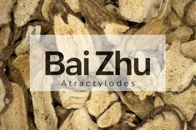Bai Zhu - An Unsung Hero