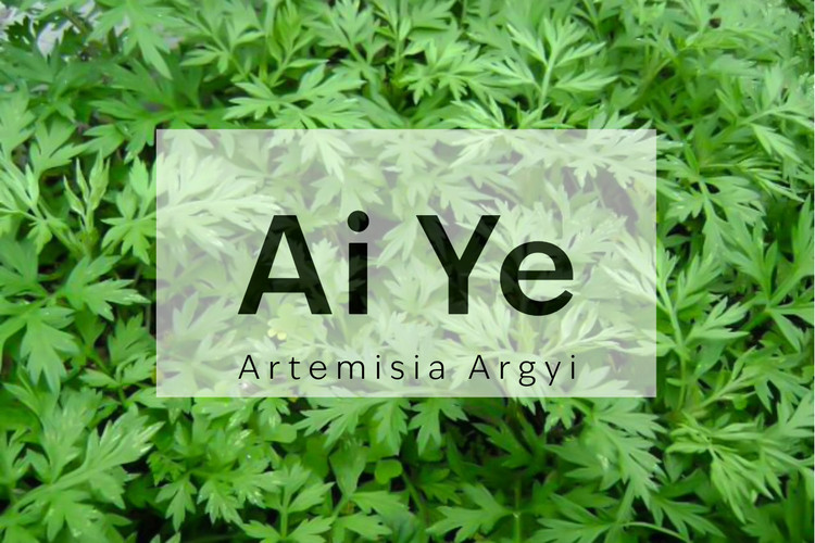 Ai Ye - An Herb of Power and Protection