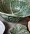 Cabbage Salladsskål 29,5 cm, Grön