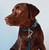 Pet Life ® 'Escapade' Outdoor Series 2-in-1 Convertible Dog Leash and Collar