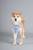 Touchdog 'Dizzy-Eyed Cyclops' Cotton Velcro Dog Bandana and Scarf