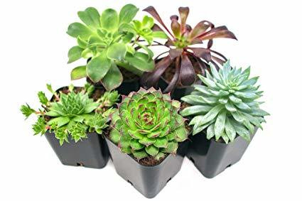 plants