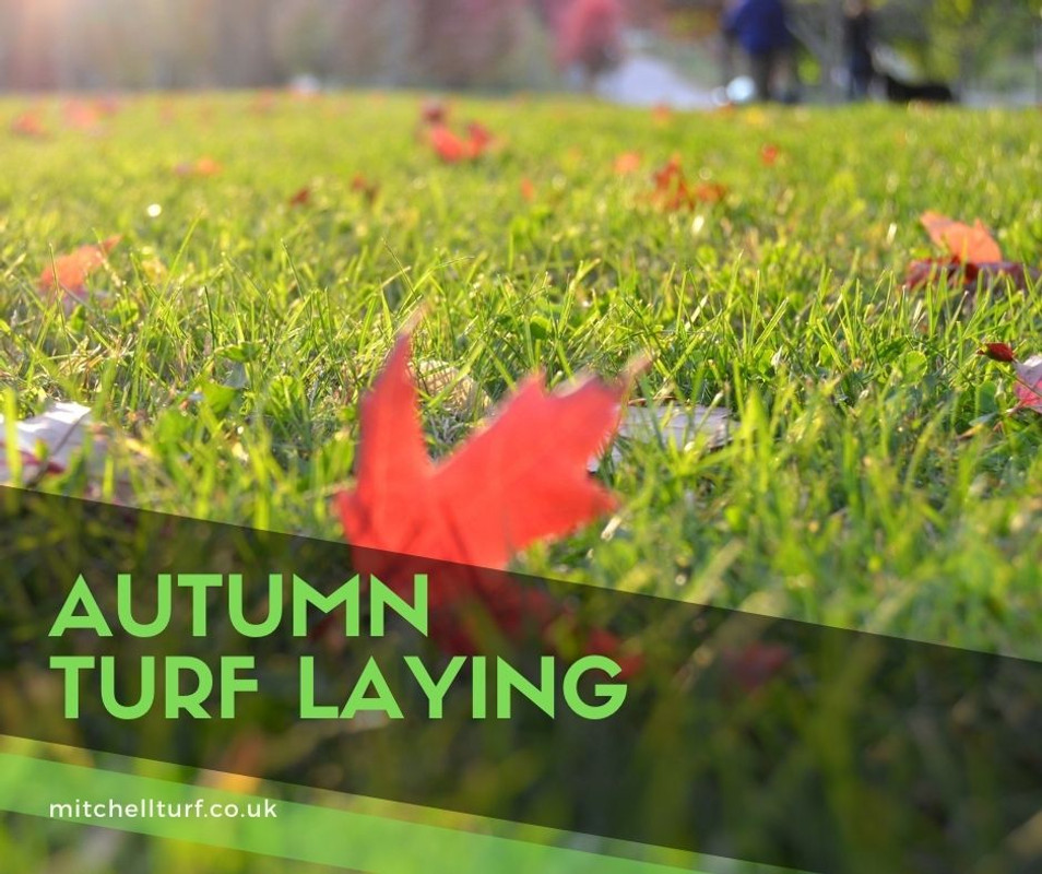 Autumn Turf Laying Autumn Turf Laying