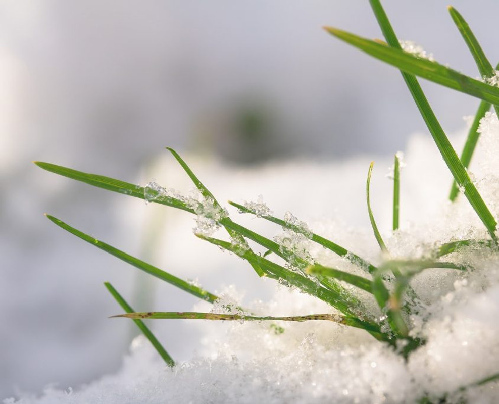 What You Need To Know About Laying Turf In Winter