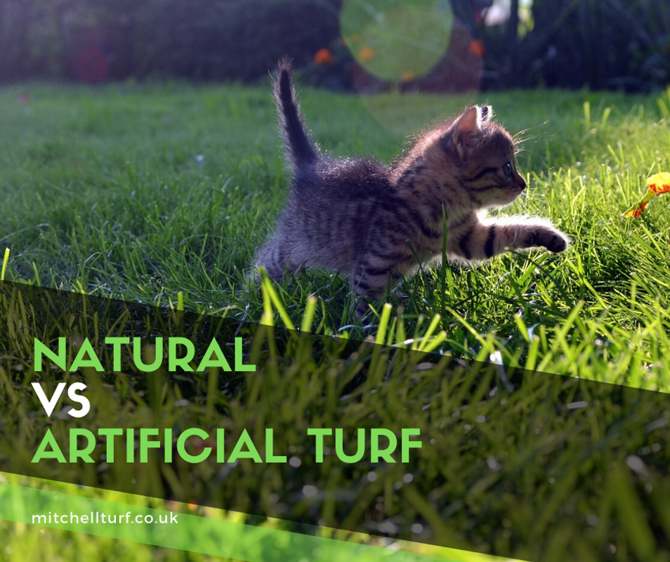 Natural turf vs artificial turf – which is better?