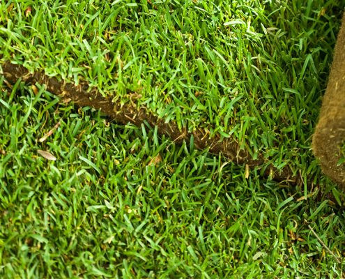 A Reliable Online Turf Supplier