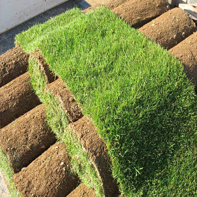 Premium Lawn Turf Rolls by Mitchell Turf in Glasgow, Barrhead and Cumbernauld  
