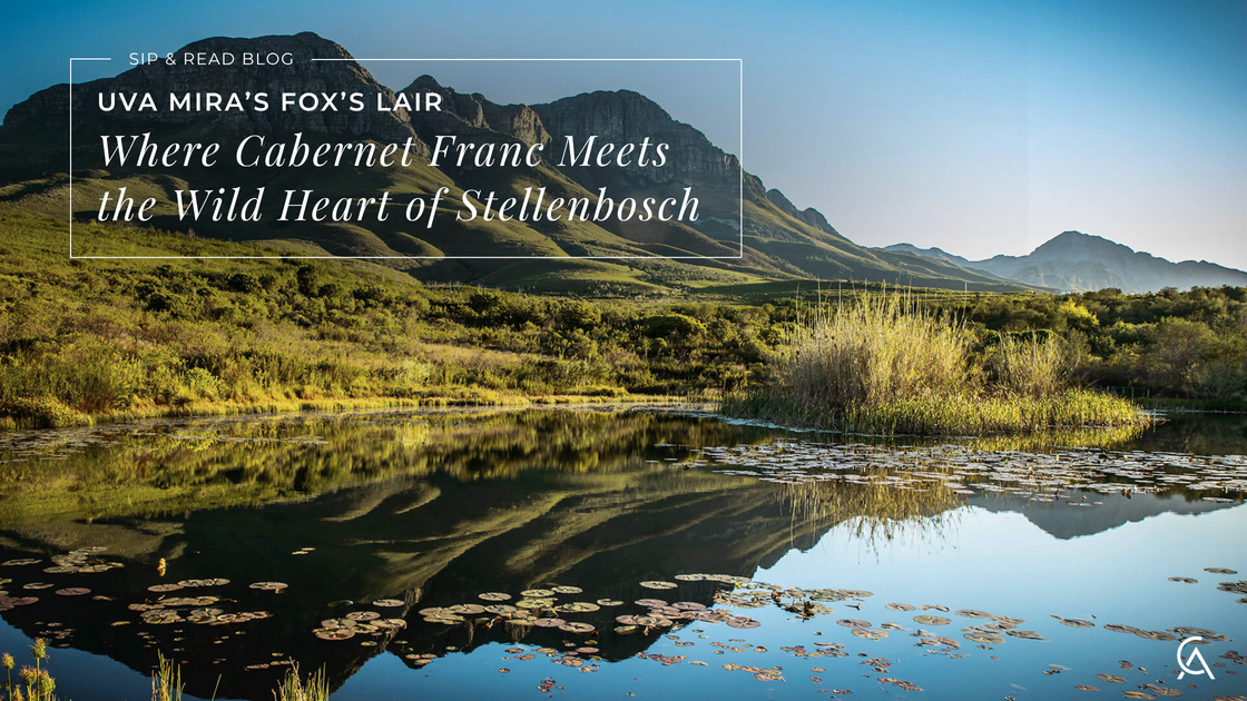 Uva Mira Fox's Lair: Where Cabernet Franc Meets the Wild Heart of Stellenbosch