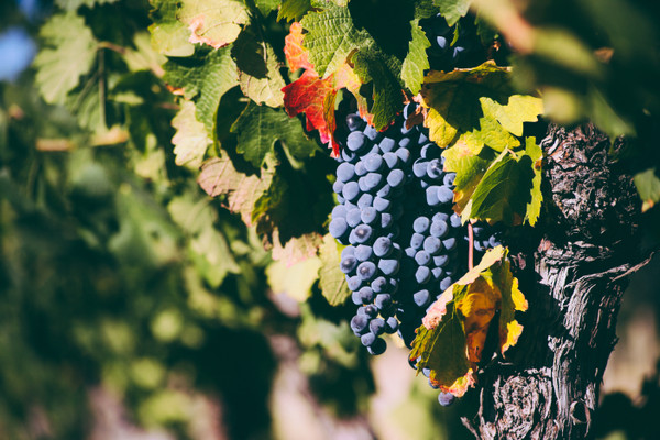 Shop By Varietal