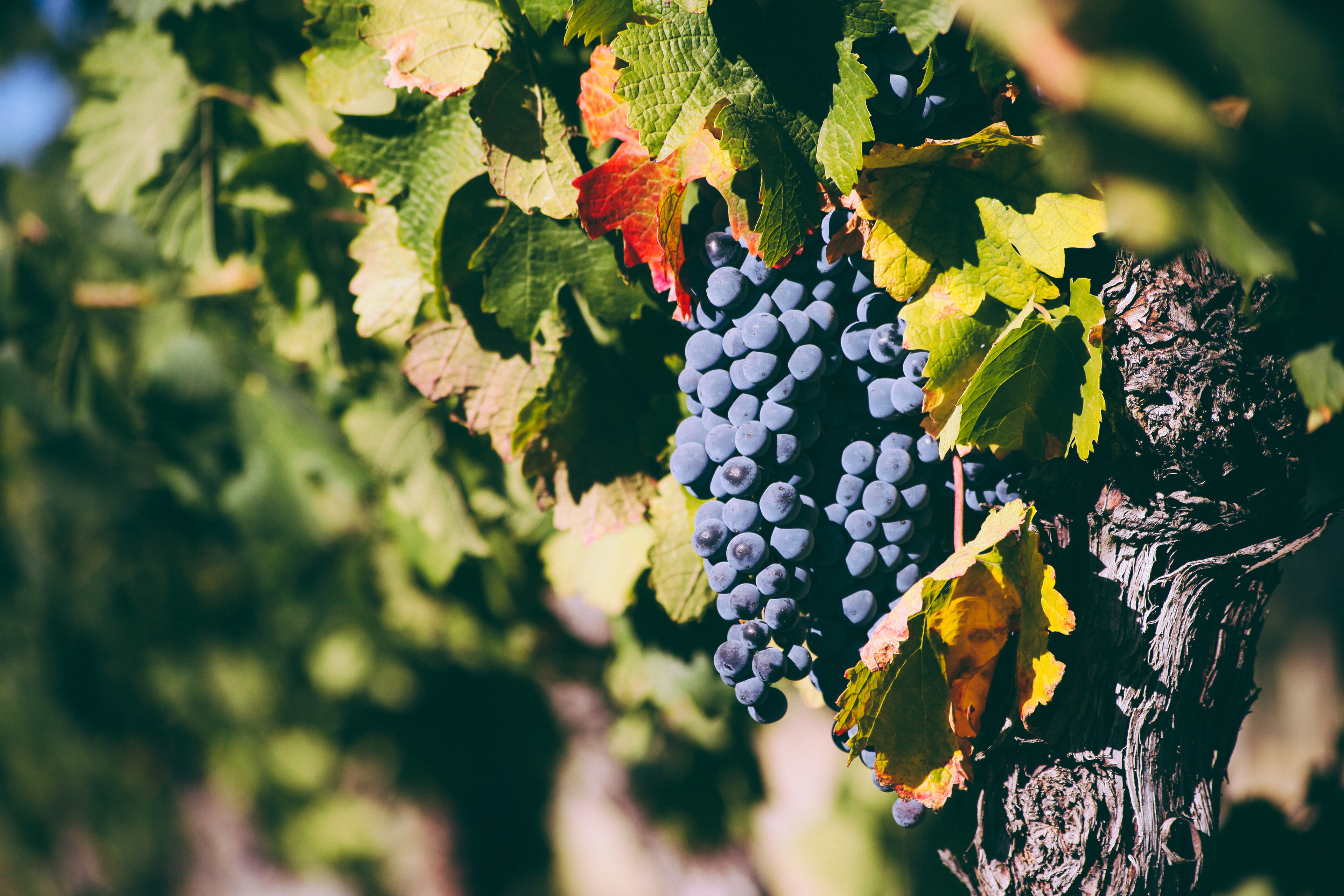 Shop By Varietal