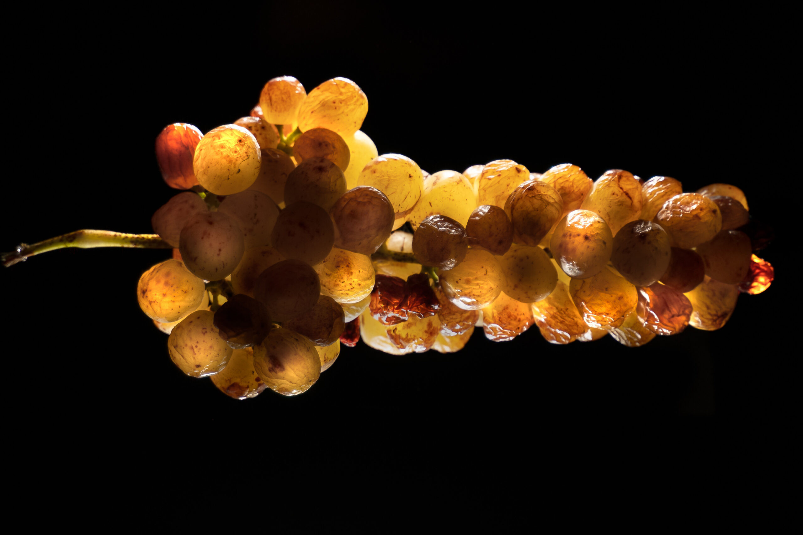 CLoseup photograph of the muscat de frontignan grape