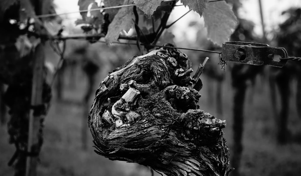Old Vine Wines