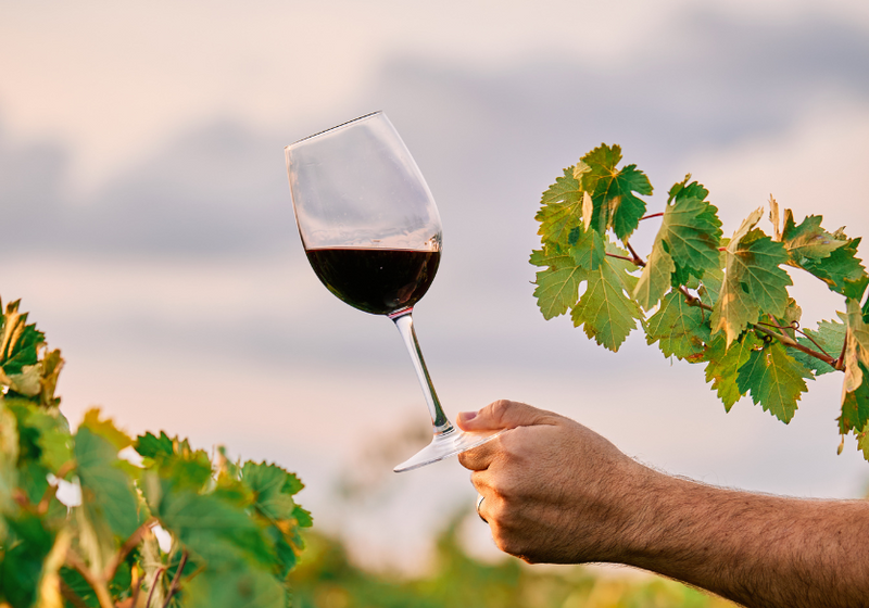 Sustainable Wines
