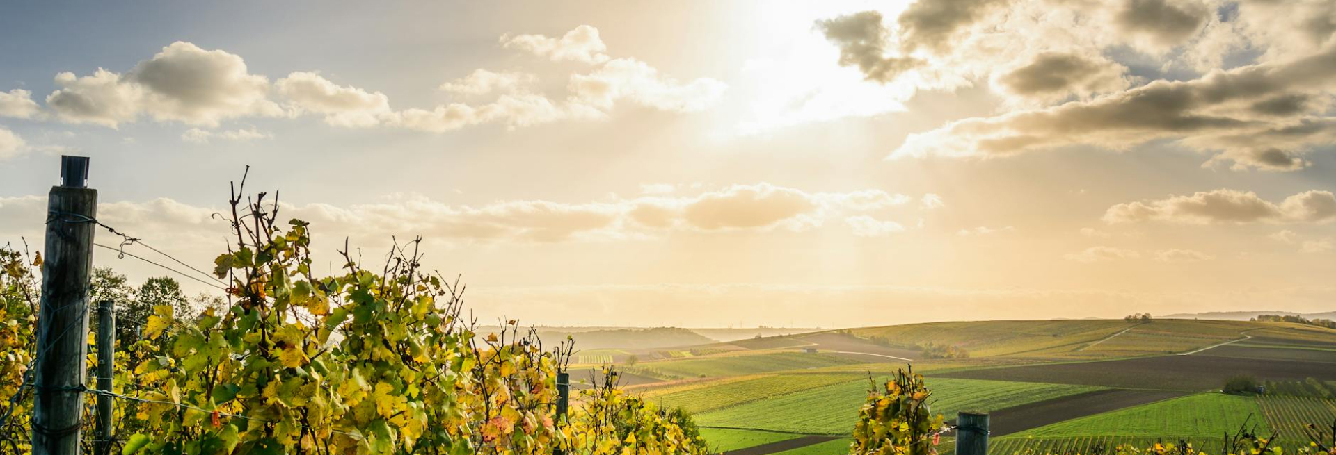 Wine and food blog