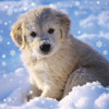 Puppy In Snow 3D Holographic Up Close Christmas Card