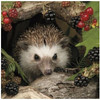 Hedgehog & Berries Blank Inside All Occasion New Uk Greeting Card