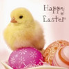 Happy Easter Yellow Chick & Eggs New Uk Greeting Card [5 Easter cards]