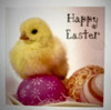 Happy Easter Yellow Chick & Eggs New Uk Greeting Card [5 Easter cards]