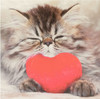 Cute Kitten Photographic Valentine's Day Card
