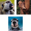 National Geographic Photographic Animals Pack of 10 in 5 Designs Birthday Thank You Blank Cards