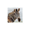 Amazing 3D Effect Holographic Greeting Card Up Close Zebra
