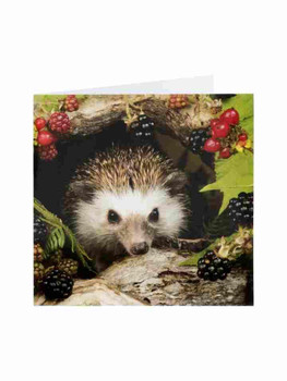 Hedgehog & Berries Blank Inside All Occasion New Uk Greeting Card