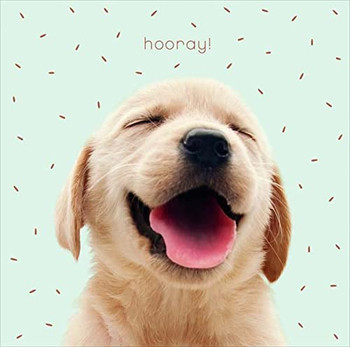 Cute Dog Any Occassion Blank Birthday Card